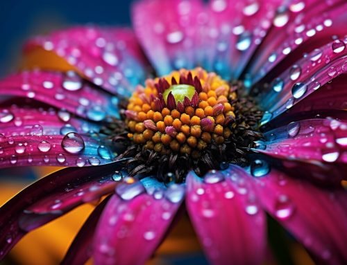 Find Your Macro Photography Inspiration: Close up on Creativity